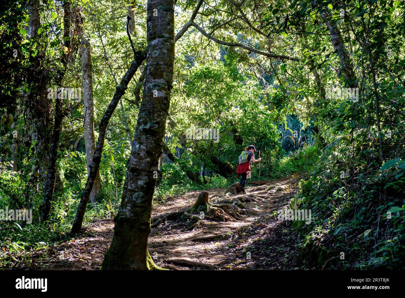 Al de l'ascension du volcan San Pedro 3020 m. parque ecológico del volcán San Pedro, lago de Atitlán,département de Sololá , República de Guatemala, Amérique centrale. Banque D'Images