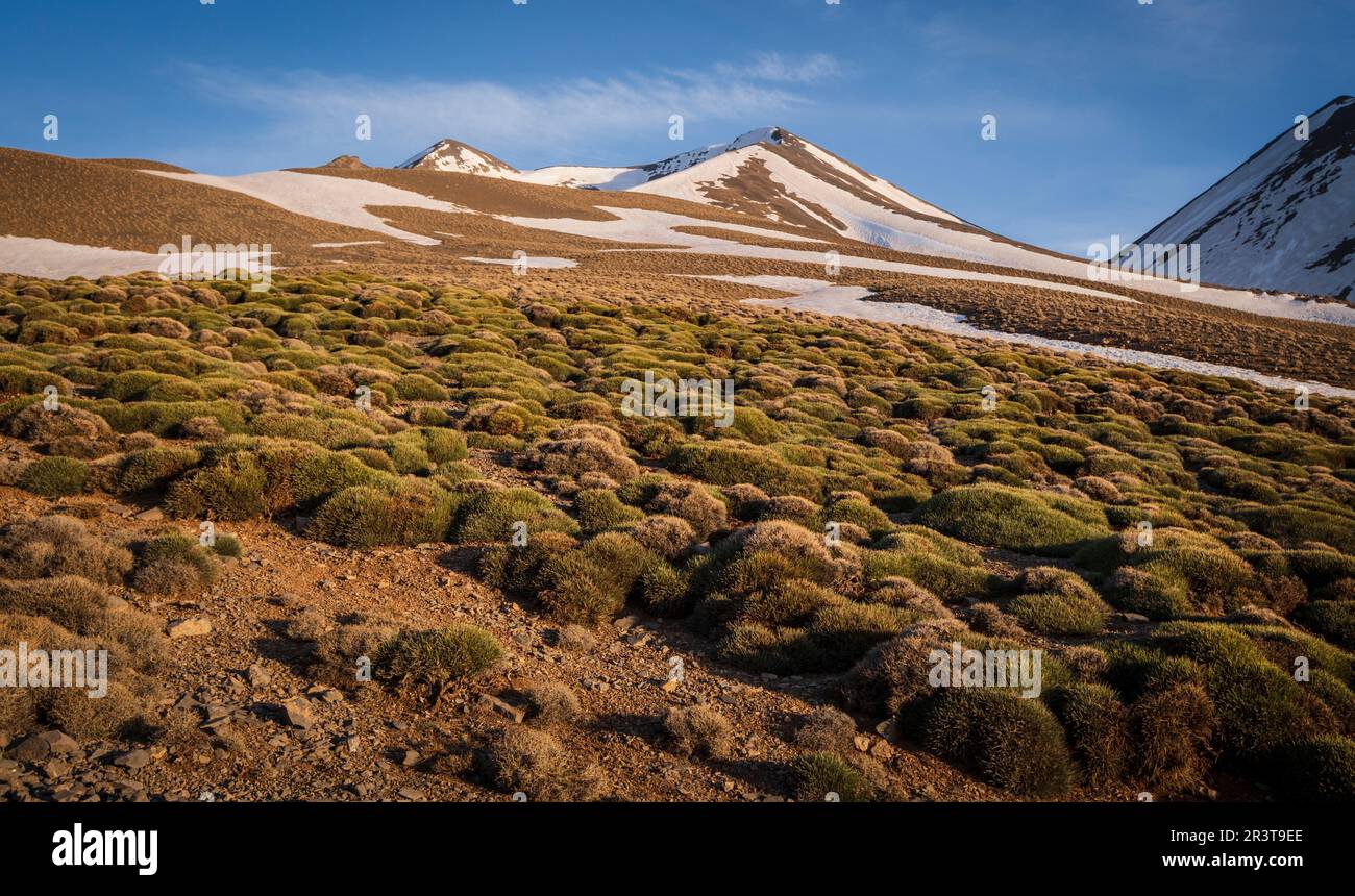 Arbustes épineux , randonnée MGoun, chaîne de montagnes de l'Atlas, maroc, afrique. Banque D'Images
