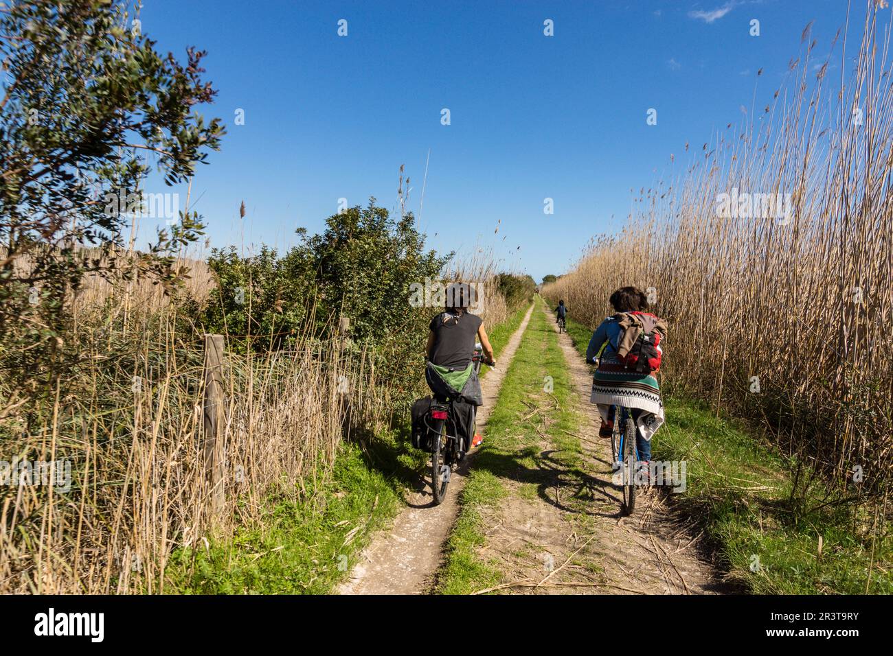 Parque Natural de la Albufera de Mallorca, Prat de Son Serra, Majorque, Iles Baléares, Espagne, Europe. Banque D'Images