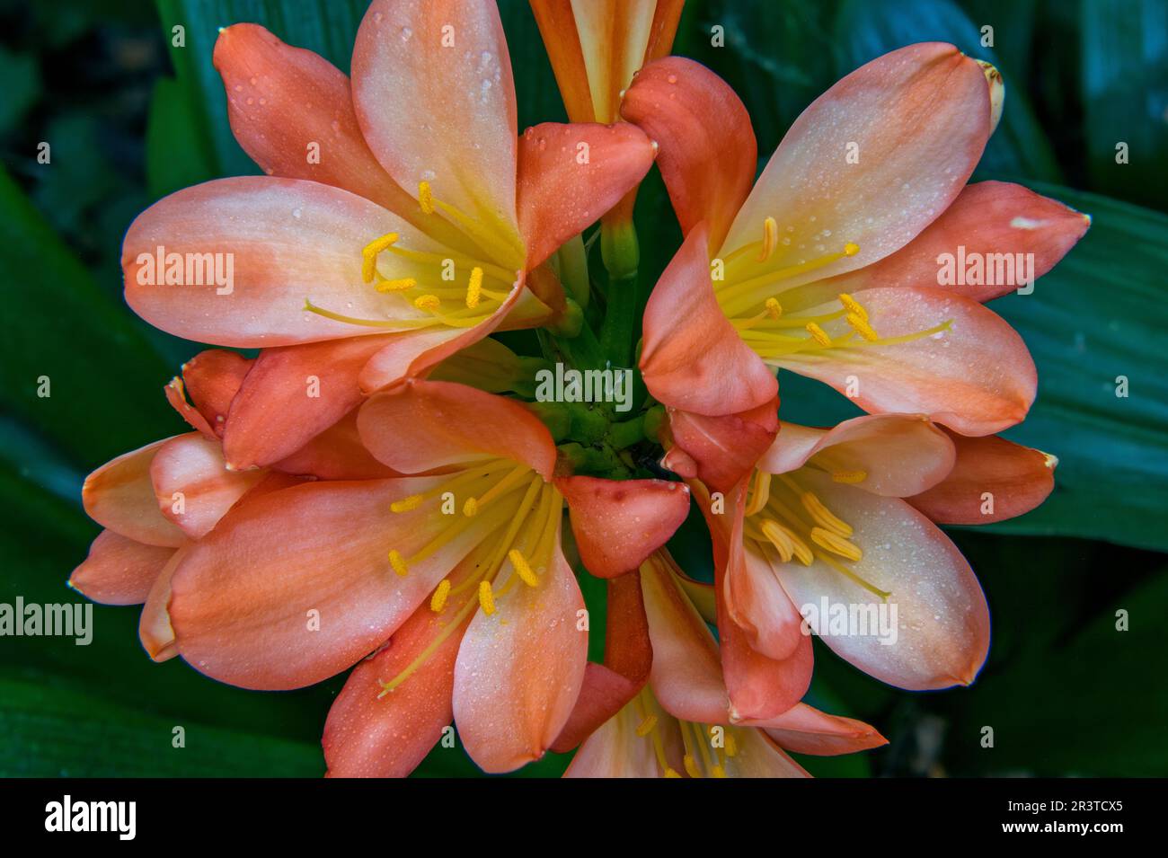 Clivia, Amaryllidaceae, Kaffir Lily, Cypress Garden, Mill Valley, Californie Banque D'Images