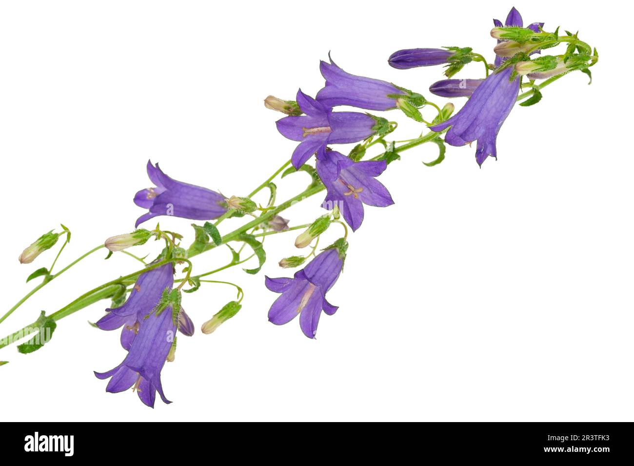 Bellflower géant Banque D'Images