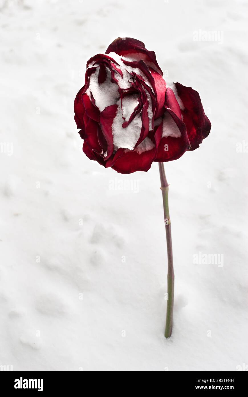 Rose rouge sec dans la neige Banque D'Images