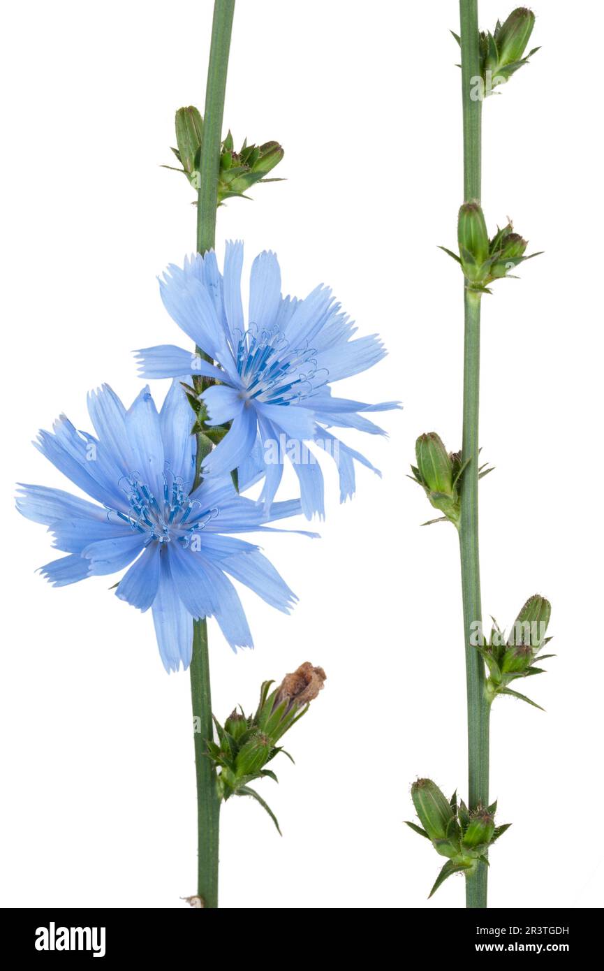 Plante médicinale: Chicorée Banque D'Images