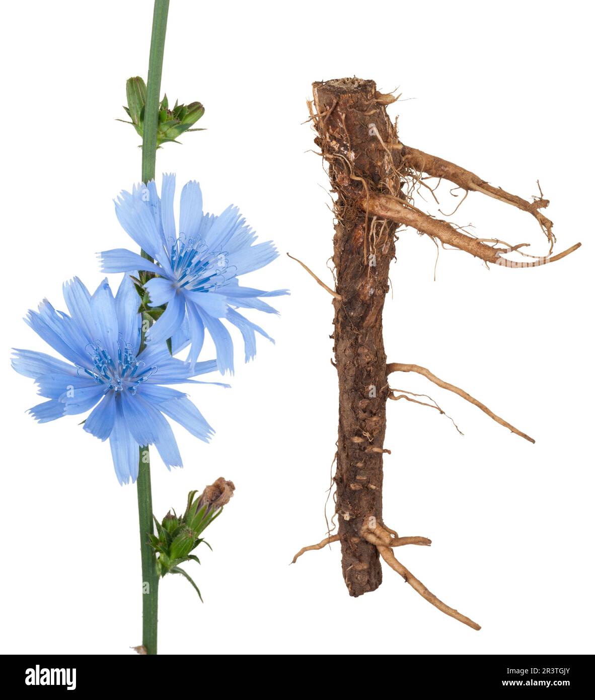 Plante médicinale: Chicorée Banque D'Images