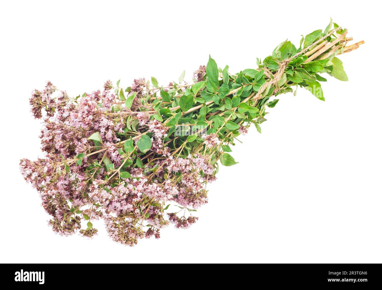 Orégime (origanum majorana ) Banque D'Images
