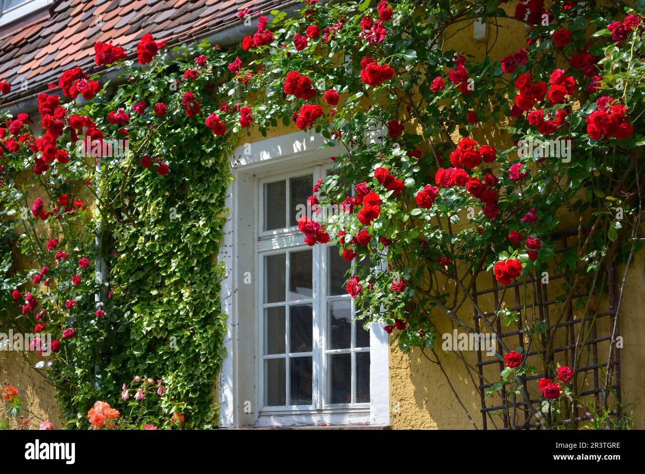 Roses grimpantes rouges sur la façade de la maison par fenêtre blanche Banque D'Images