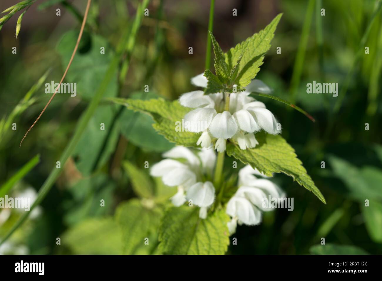 Album de Lamium, blanc ortie fleurs gros plan sélectif foyer Banque D'Images