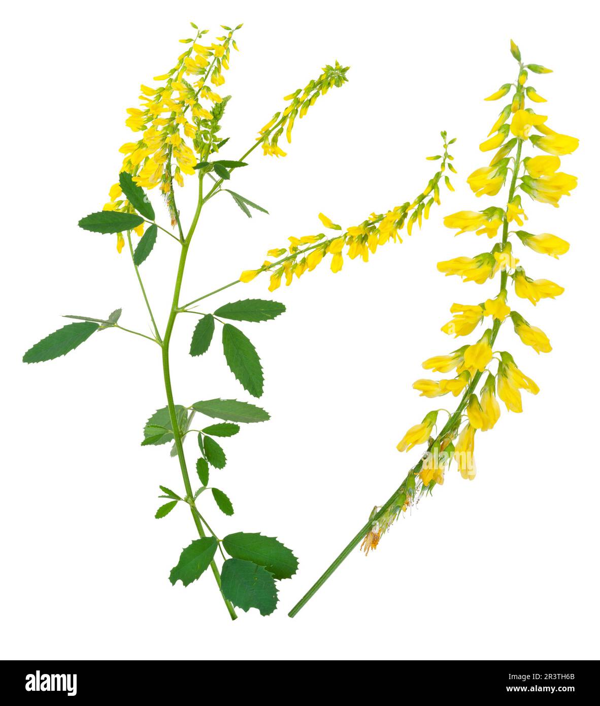 Plante médicinale: Melilotus officinalis (Yellow Sweet Clower) Banque D'Images