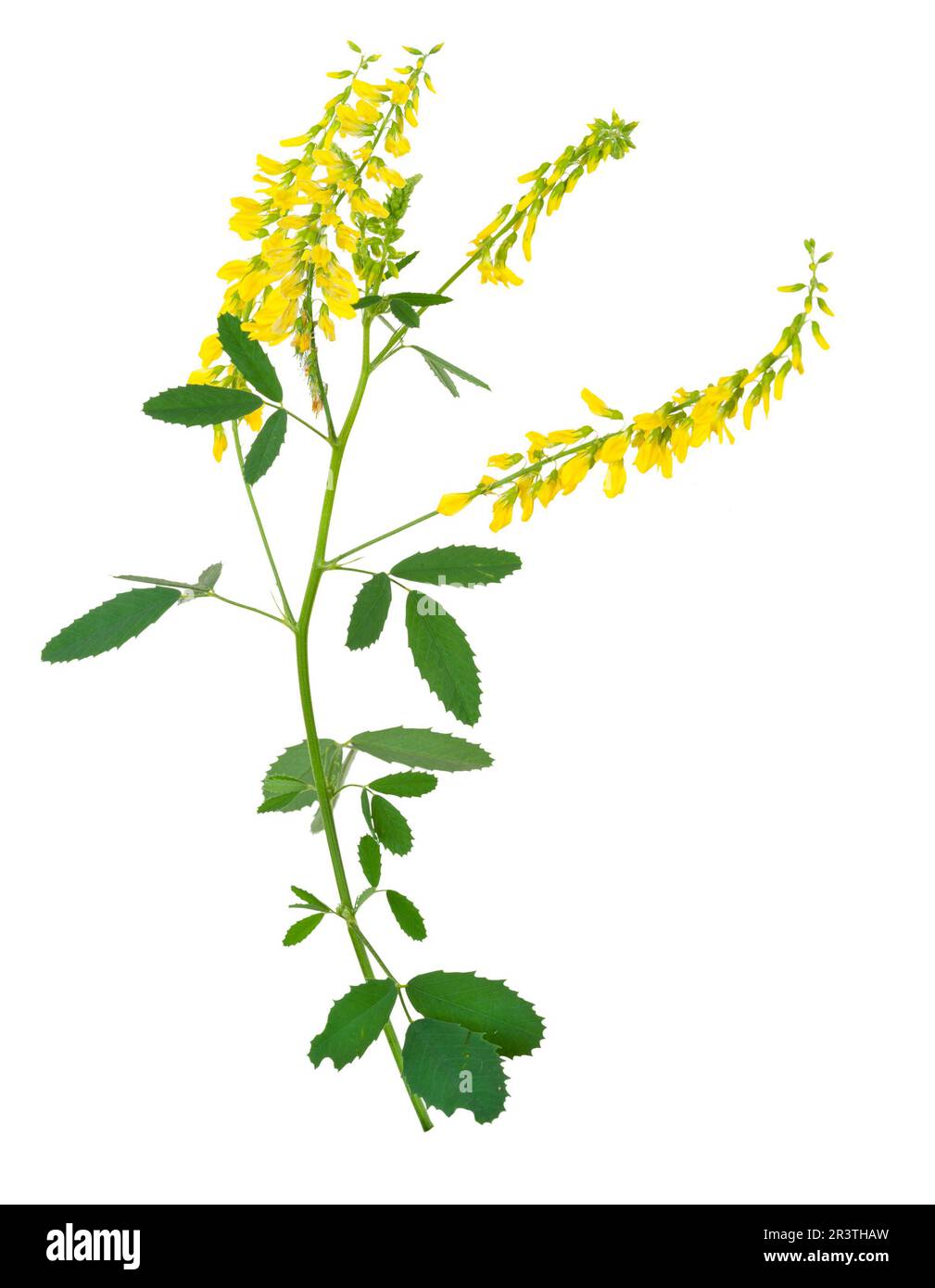 Plante médicinale: Melilotus officinalis (Yellow Sweet Clower) Banque D'Images