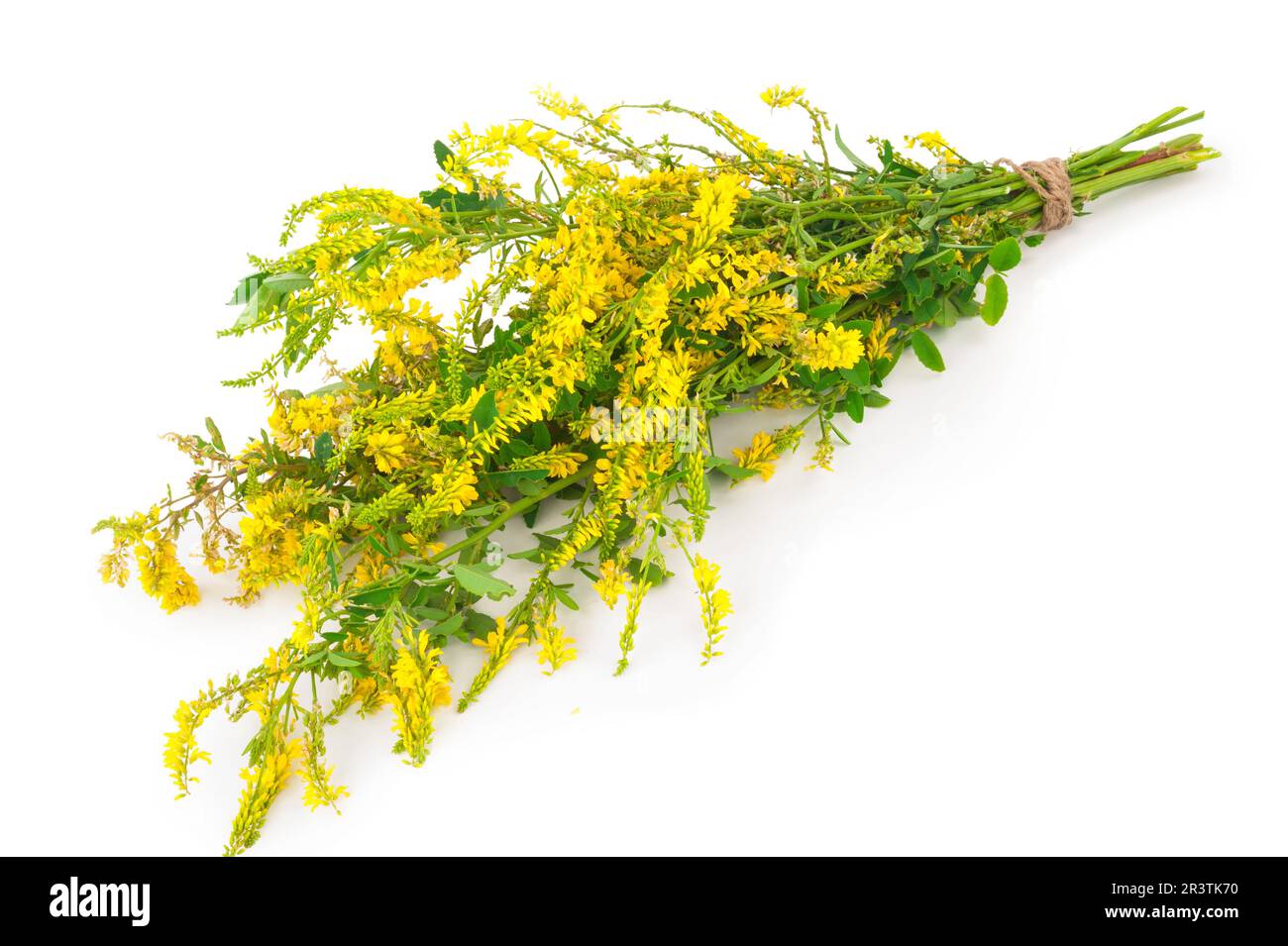 Plante médicinale: Melilotus officinalis (Yellow Sweet Clower) Banque D'Images