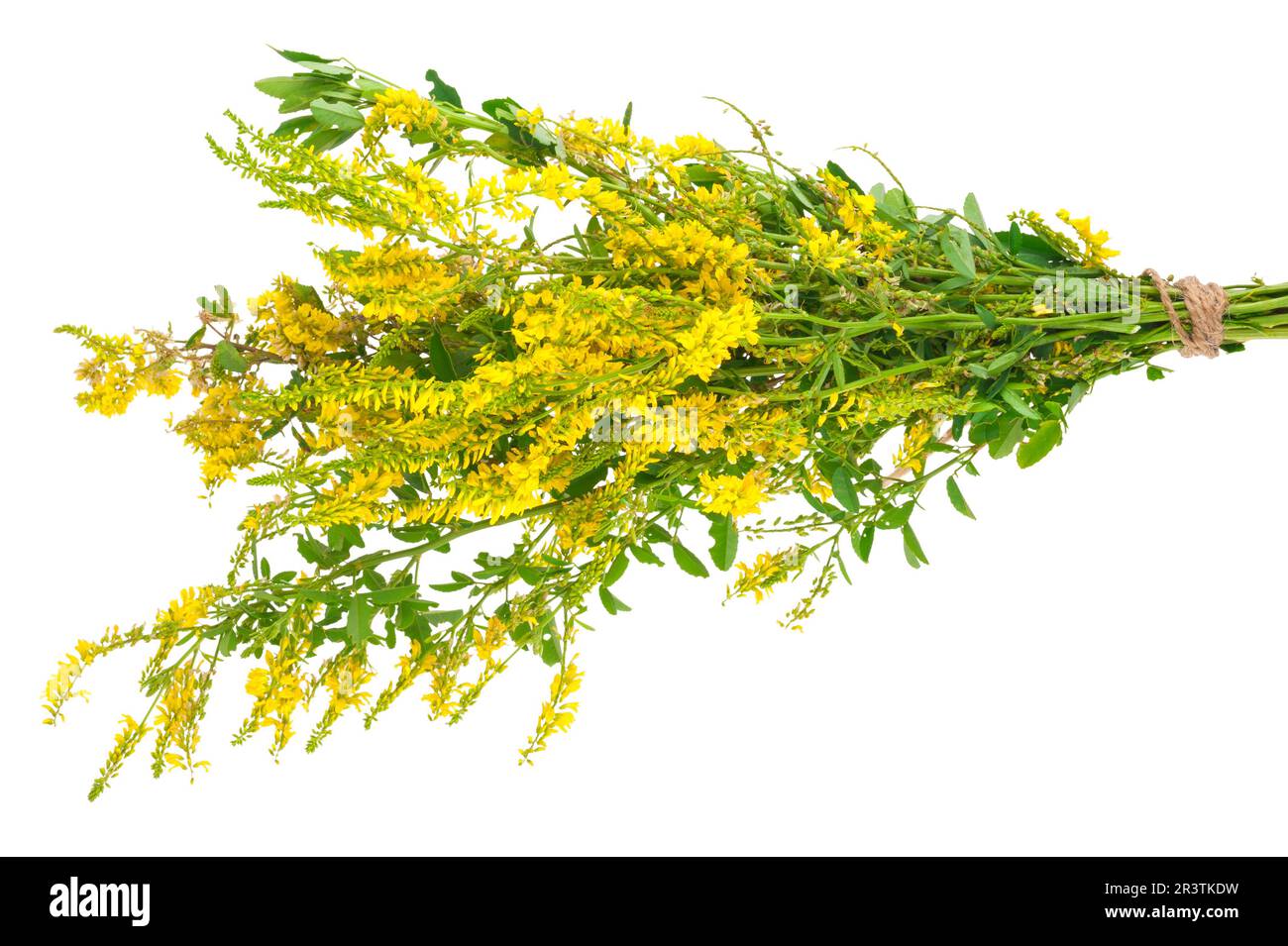 Plante médicinale: Melilotus officinalis (Yellow Sweet Clower) Banque D'Images