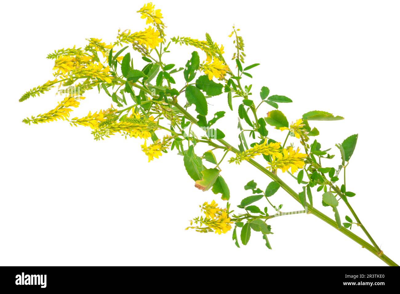 Plante médicinale: Melilotus officinalis (Yellow Sweet Clower) Banque D'Images