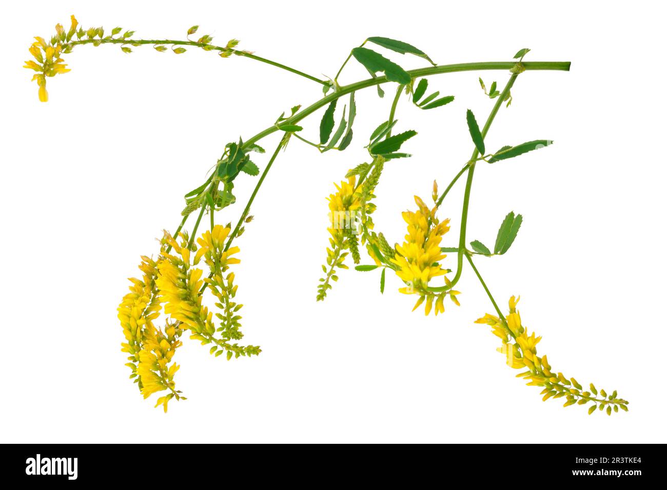 Plante médicinale: Melilotus officinalis (Yellow Sweet Clower) Banque D'Images