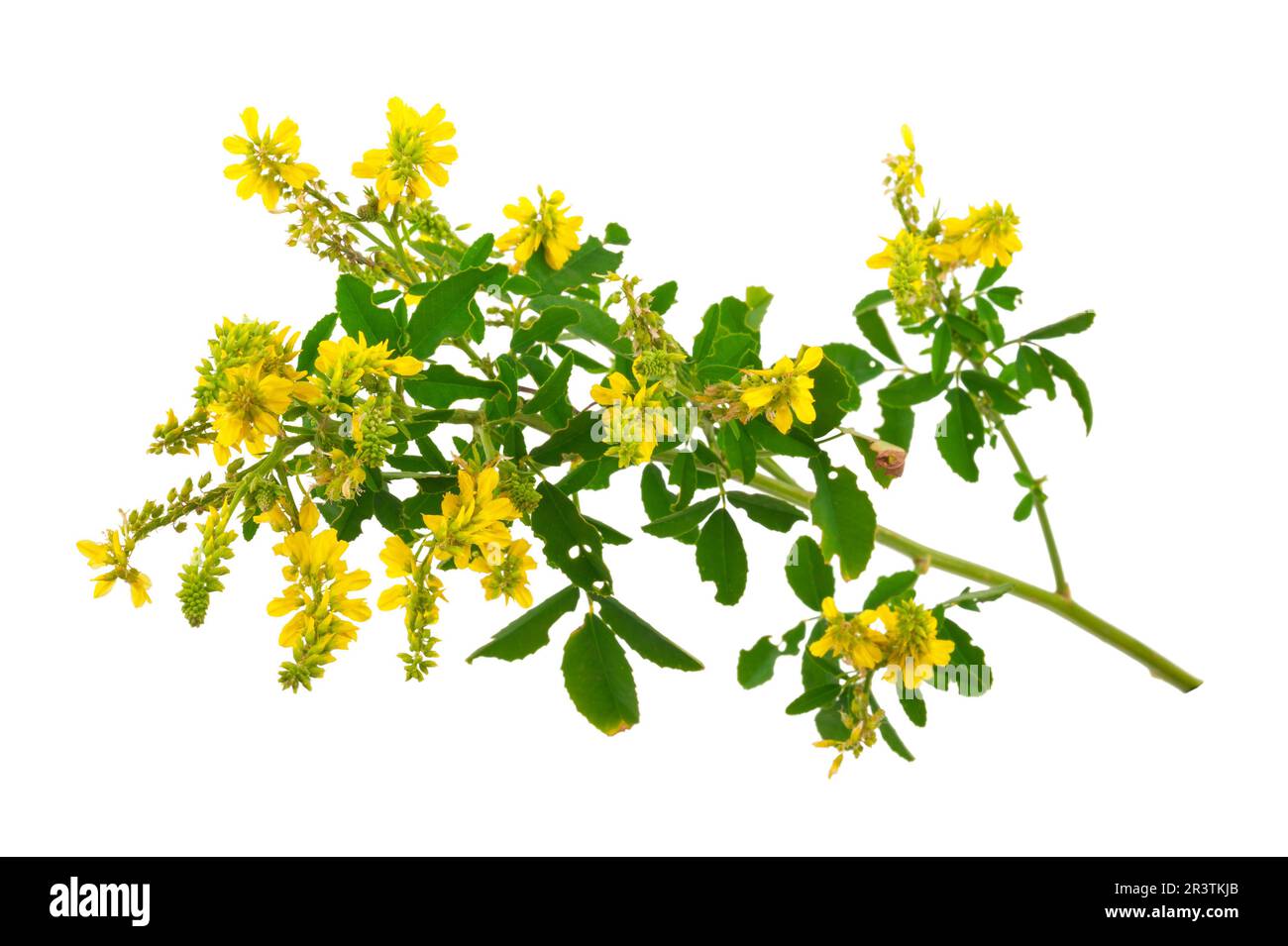 Plante médicinale: Melilotus officinalis (Yellow Sweet Clower) Banque D'Images