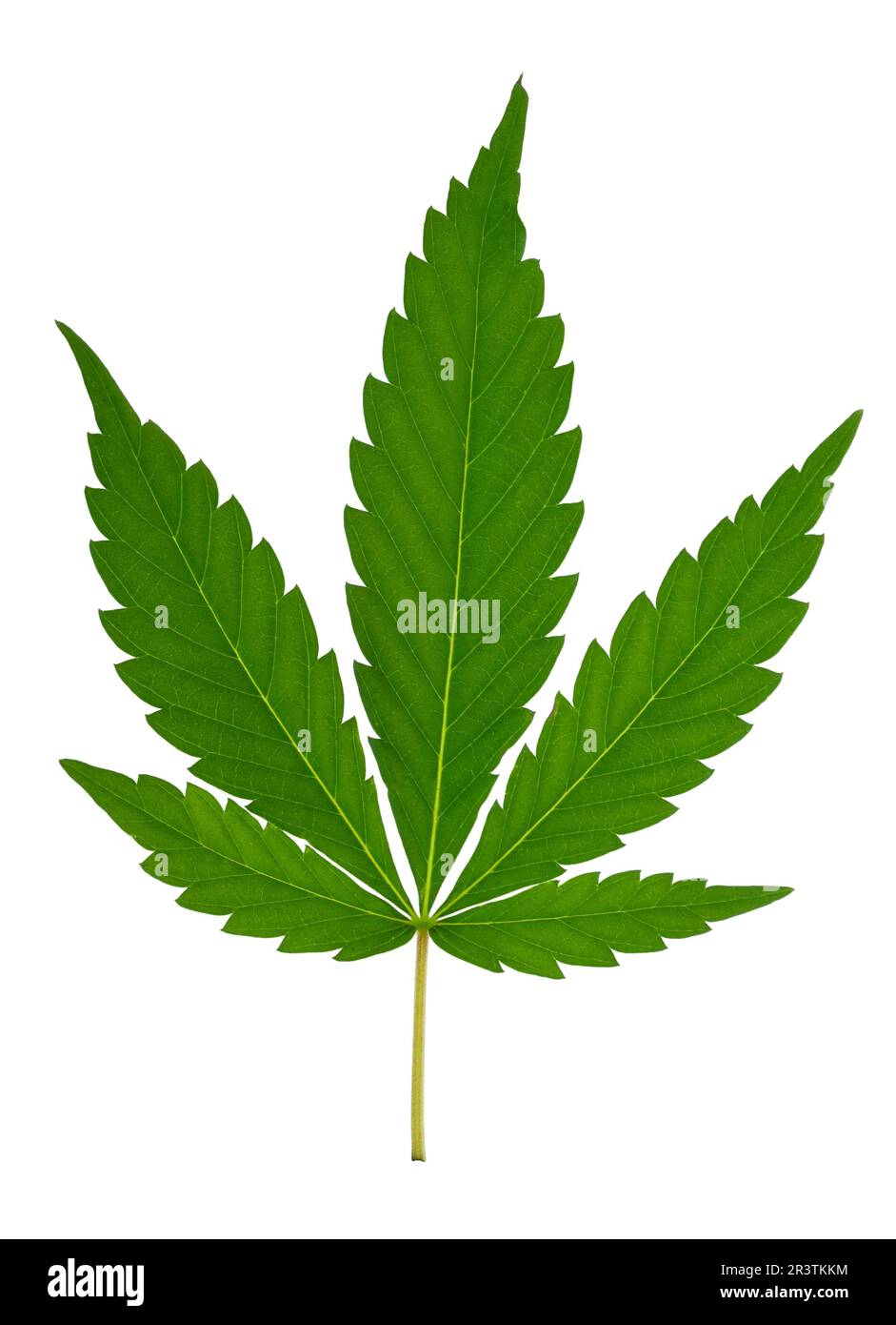 Feuille de cannabis Banque D'Images