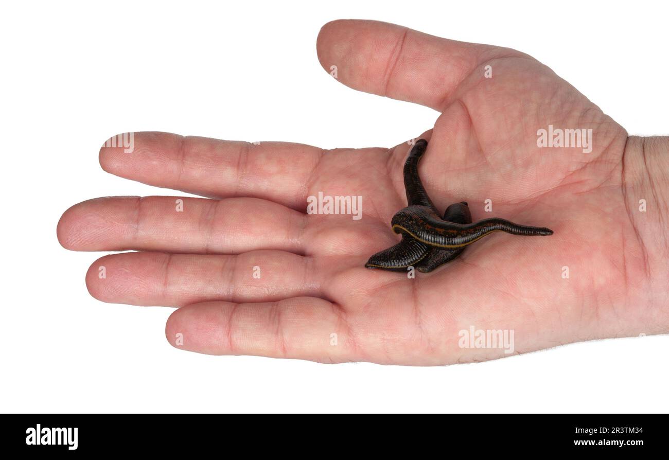 Sangsues à la main Banque D'Images