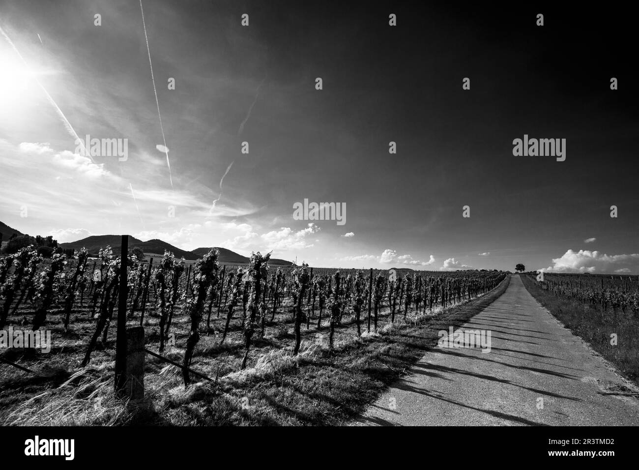 Vignobles près de St. Martin en Rhénanie-Palatinat en été Banque D'Images Vignobles près de St. Martin en Rhénanie-Palatinat en été Banque D'Images