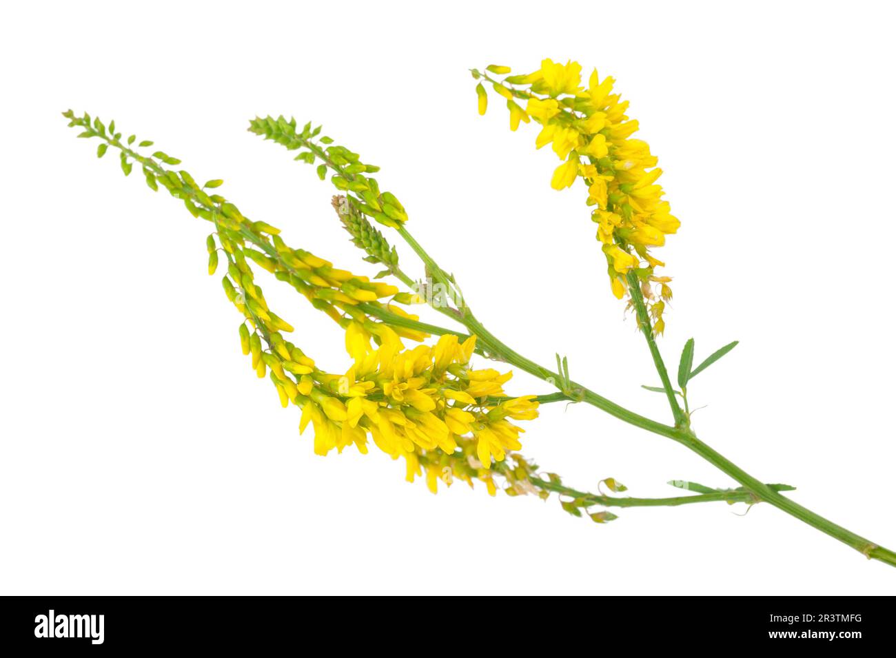 Plante médicinale: Melilotus officinalis (Yellow Sweet Clower) Banque D'Images