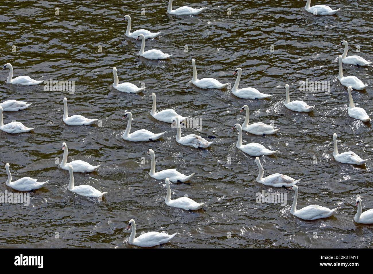 Un grand nombre de cygnes blancs sur un lac Banque D'Images