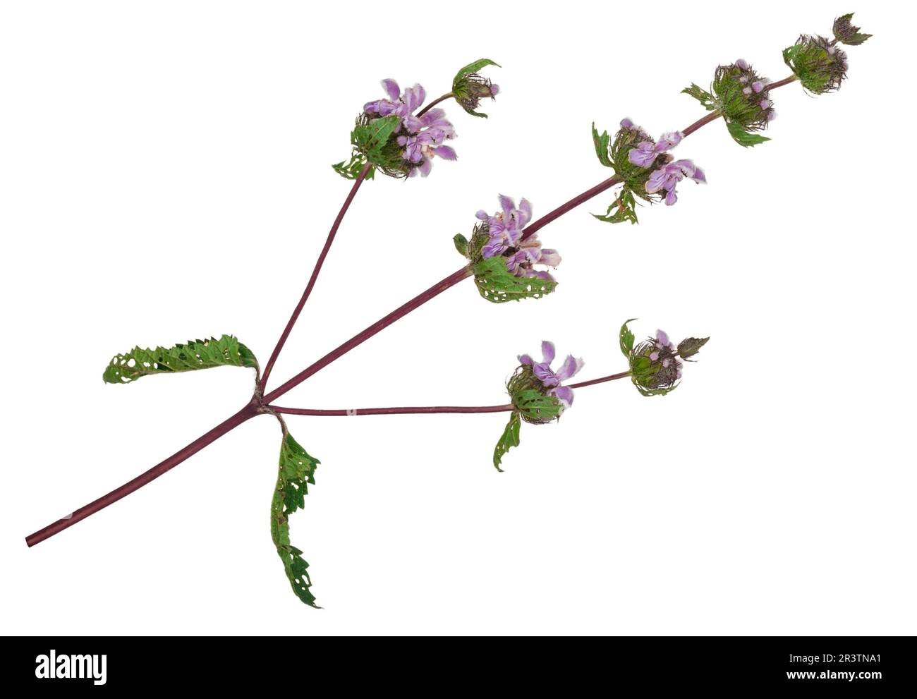 Plante médicinale: Phlomoides tuberosa Banque D'Images