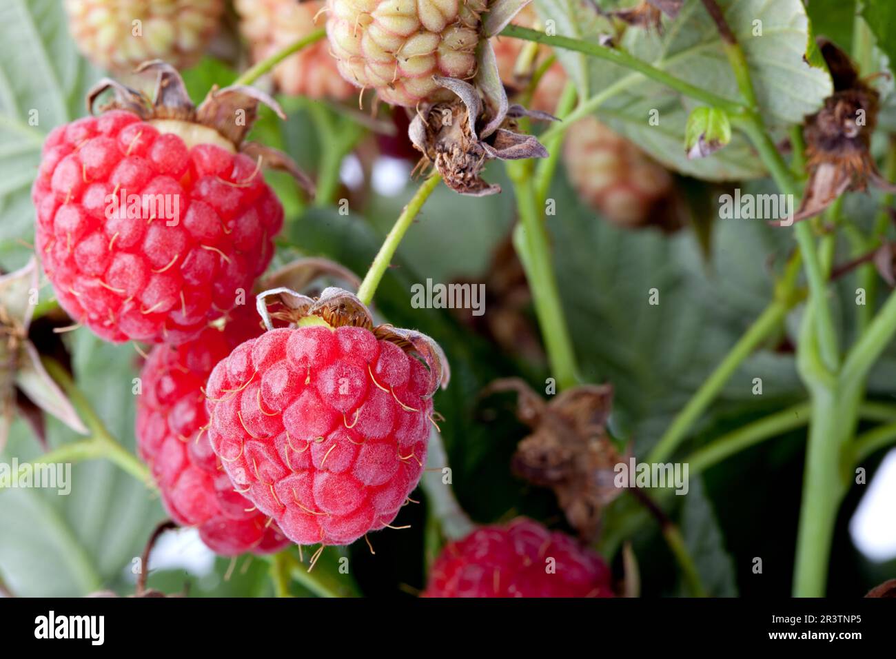 Framboises fraîches Banque D'Images