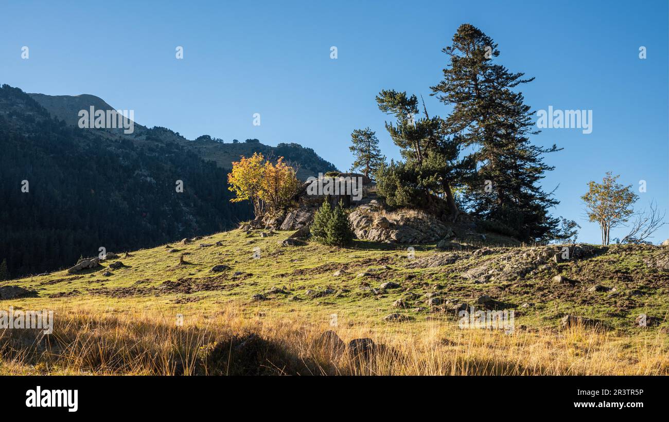 Praderas de Colomers, Pyrénées, Lleida, Espagne Banque D'Images