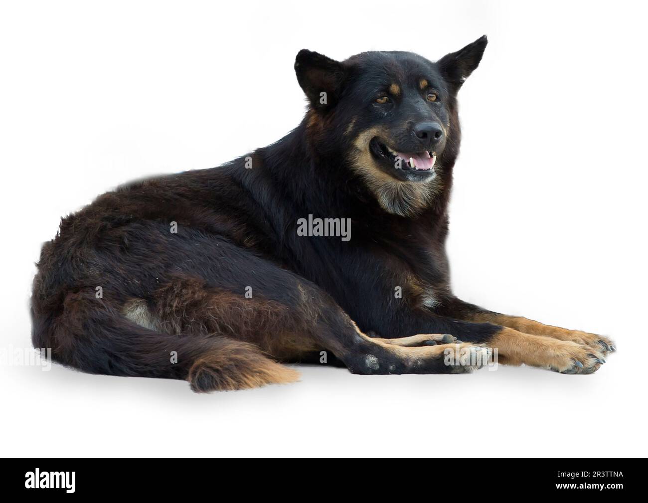 Découpe de chien noir thaïlandais assis sur le sol sur blanc isolé. Banque D'Images
