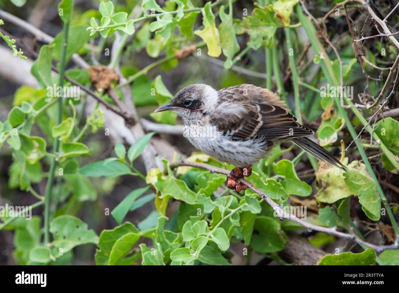 Galapagos mockingbird (Nesomimus parvulus), souffrant de la varicelle, île de Santa Cruz, Galapagos, Équateur, site du patrimoine mondial de l'UNESCO Banque D'Images