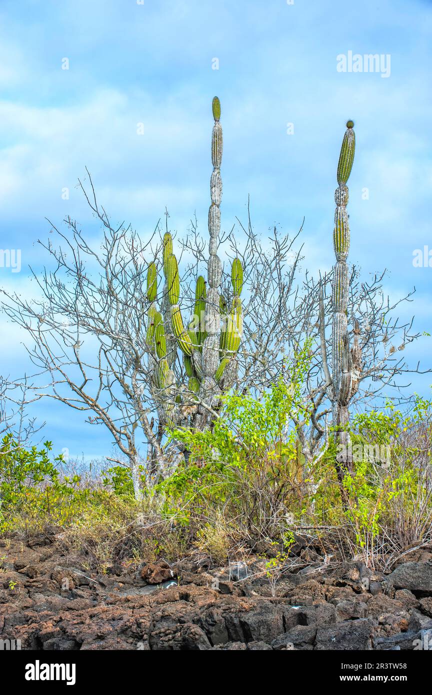 Palo santo (Bursera graveolens) et candelabra cactus (Jasminocereus thouarsii), île de Santa Cruz, Galapagos, Équateur, site du patrimoine mondial de l'UNESCO Banque D'Images