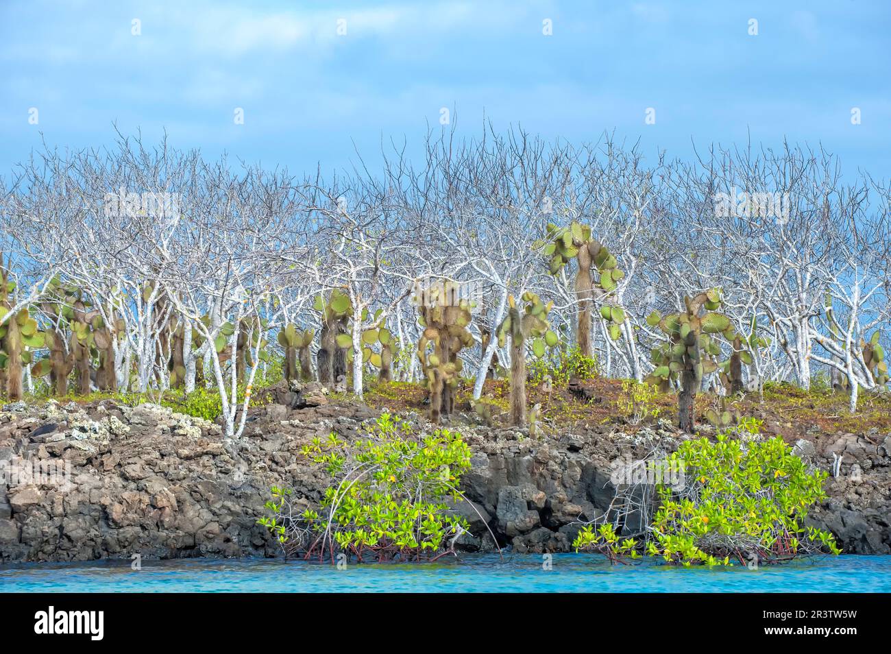 Palo santo (Bursera graveolens), mangrove rouge (Rhizophora mangle) et nopale (Opuntia), île de Santa Cruz, Galapagos, Equateur, Patrimoine mondial de l'UNESCO Banque D'Images