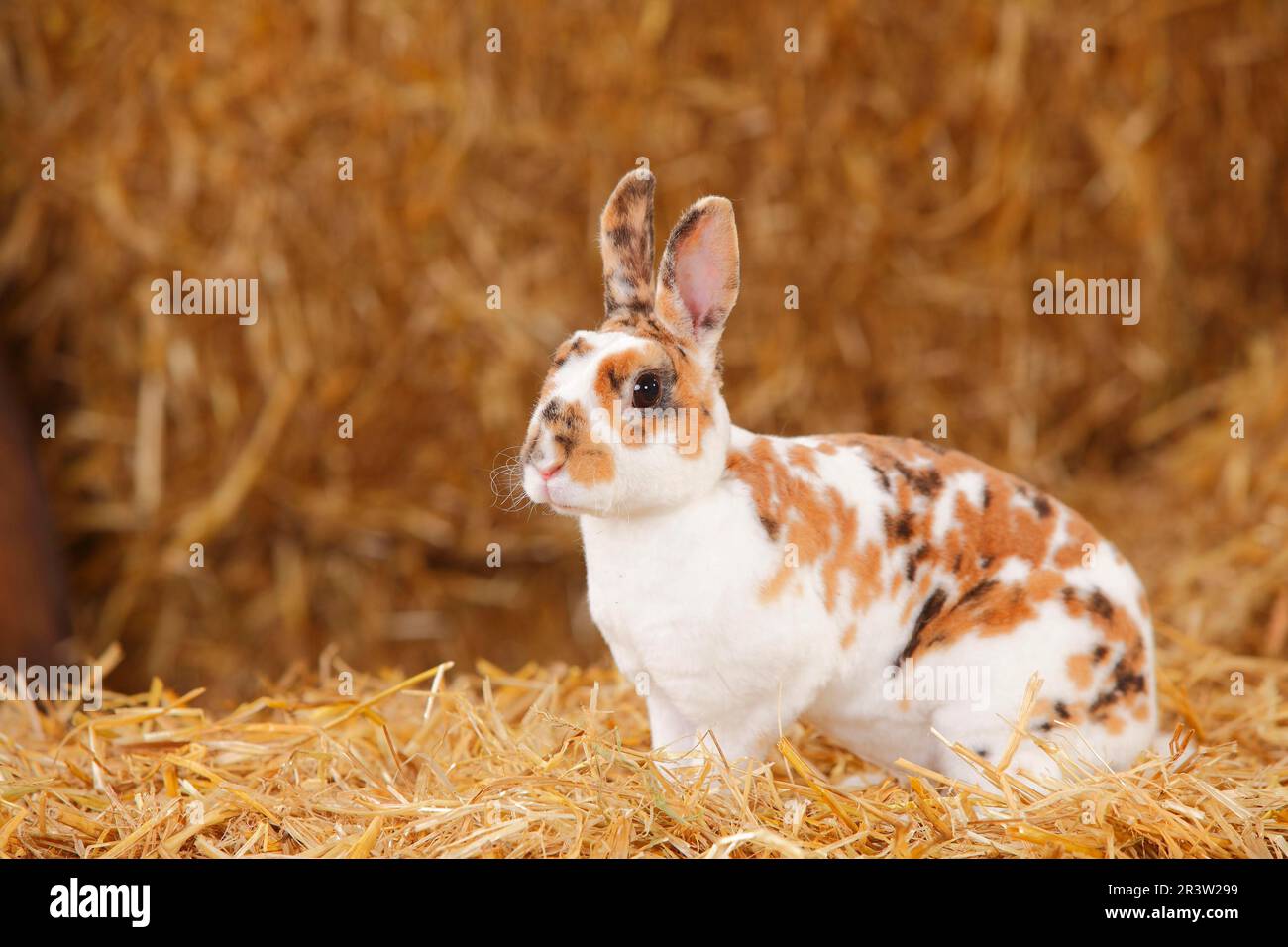 Lapin nain Rex, Tricolore dalmate, lapin domestique, lapin nain Rex, Rex nain, Rex nain, Lapin Rex Banque D'Images