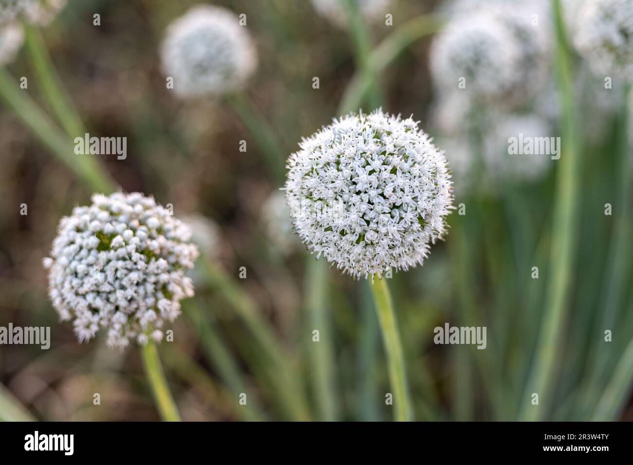 Gros plan sur la tête de fleur de graines d'oignon. mise au point sélective avec arrière-plan flou Banque D'Images