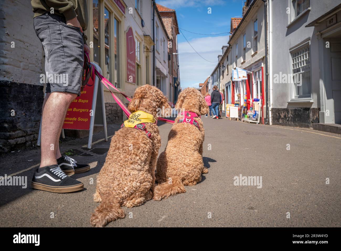 Chiens assis avec leur propriétaire dans une rue de ville. Banque D'Images