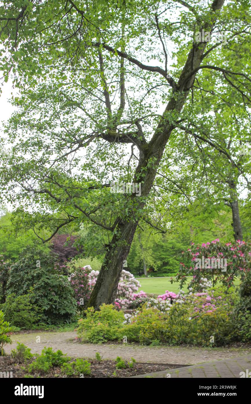 Vue panoramique sur la nature dans le parc Spring. Banque D'Images