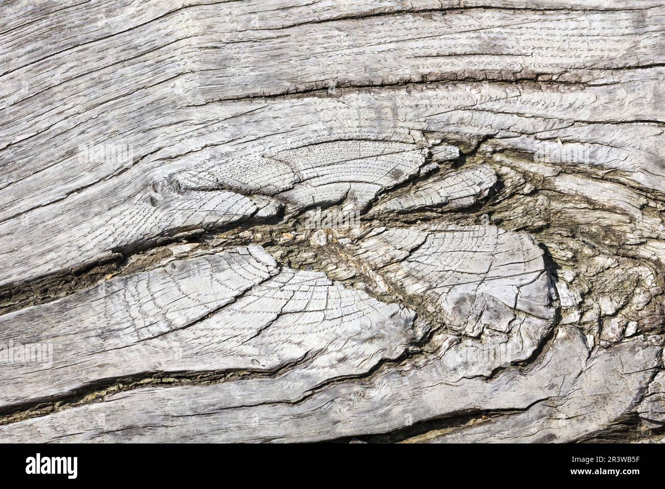 Arbre de détail d'un écorce, Basse-Saxe Banque D'Images