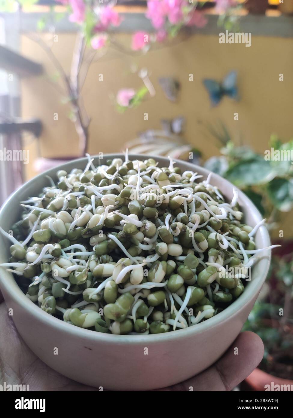 Main tenant Mung haricot / Green gram spout dans un bol en céramique / balcon jardin Banque D'Images