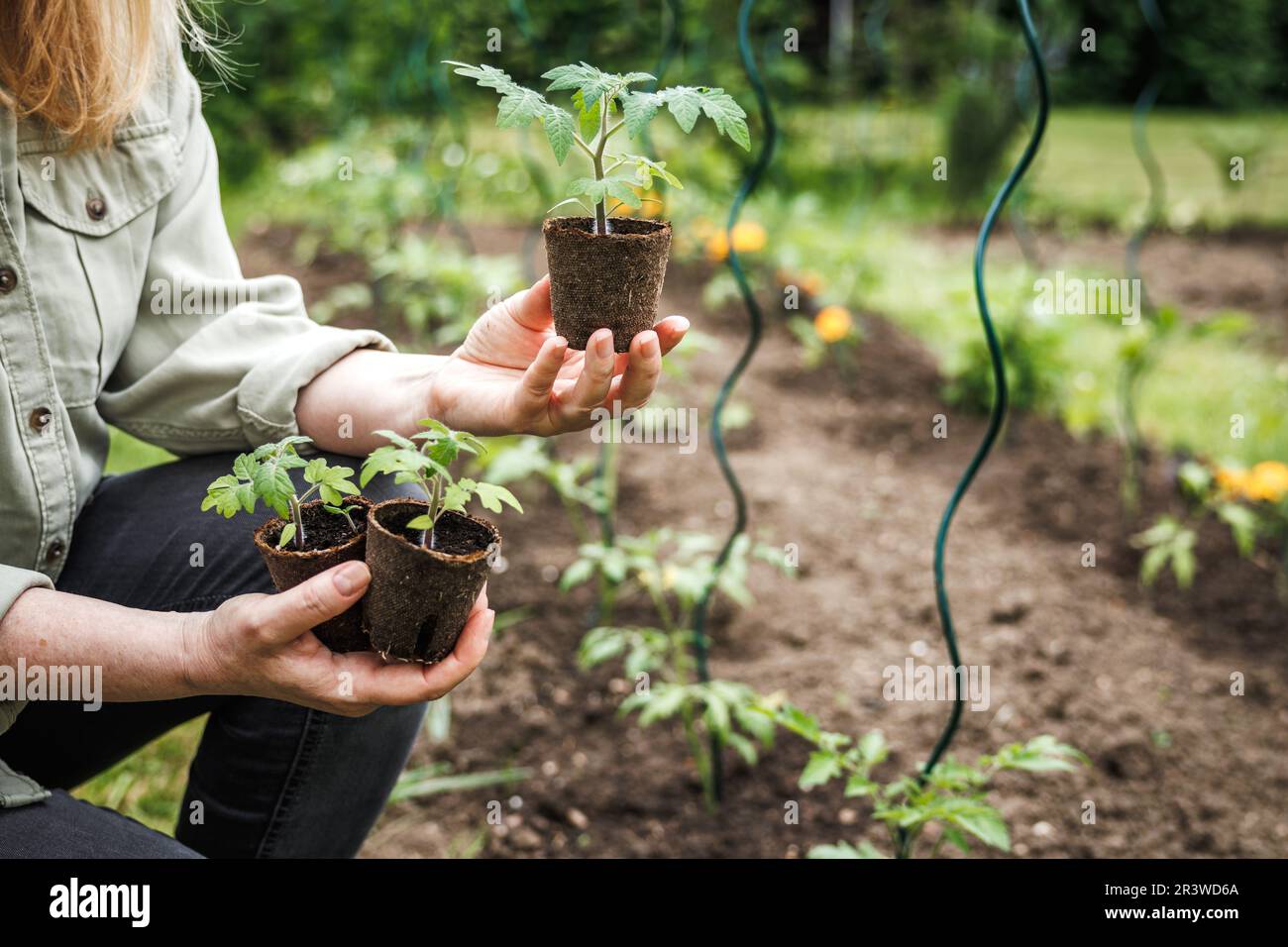 Jardinage biologique durable dans le potager. Fermier tenant des plants de tomate dans un pot de tourbe biodégradable Banque D'Images