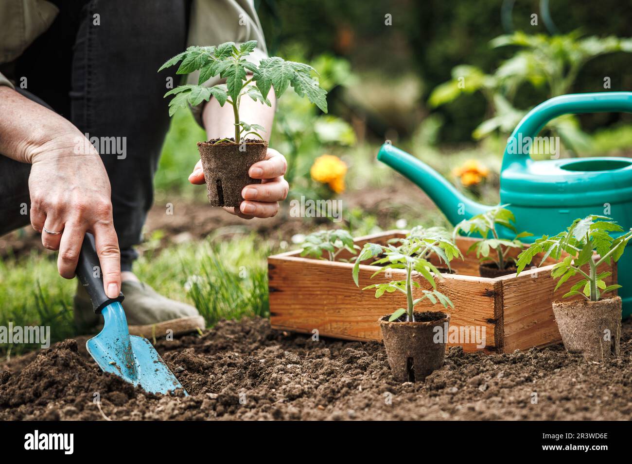 Agriculteur plantant des plants de tomate avec un pot de tourbe biodégradable dans le sol du potager. Jardinage biologique Banque D'Images