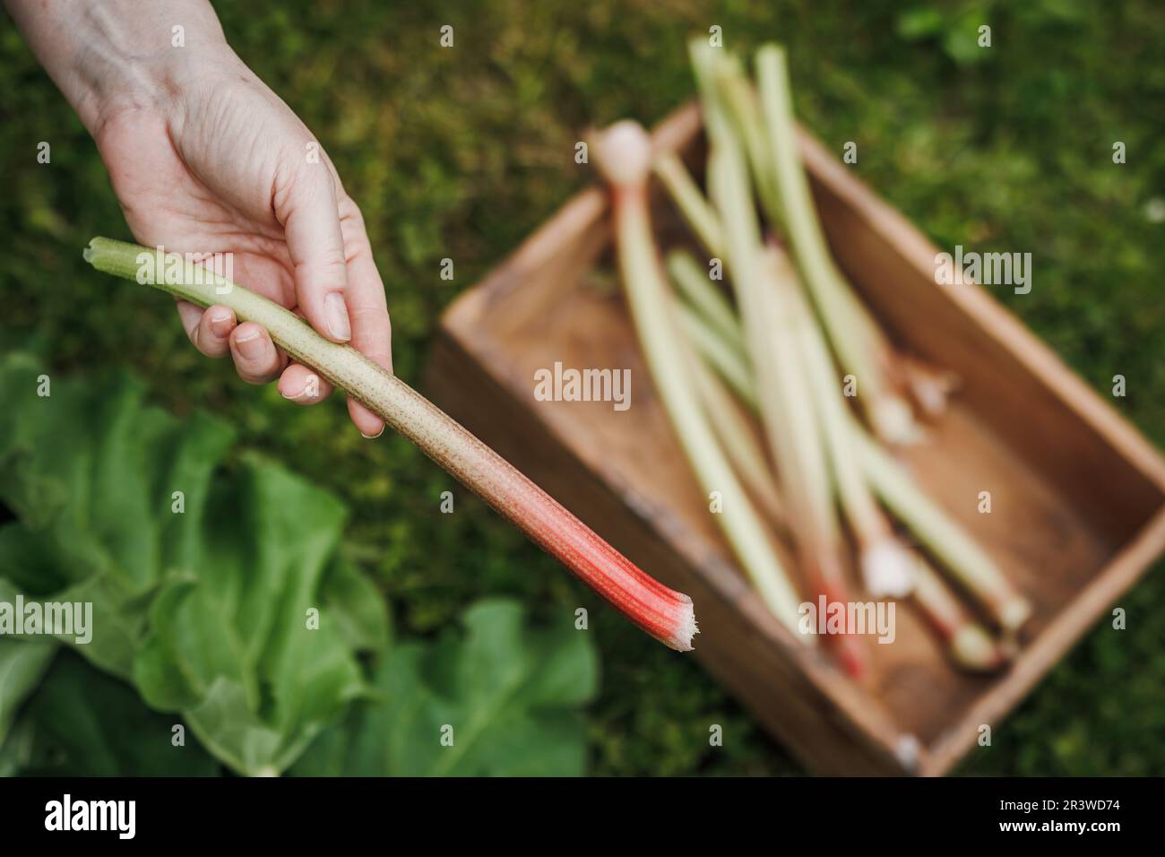 Récolte de rhubarbe dans un jardin biologique. Les agriculteurs tiennent main la tige de rhubarbe dans sa main Banque D'Images