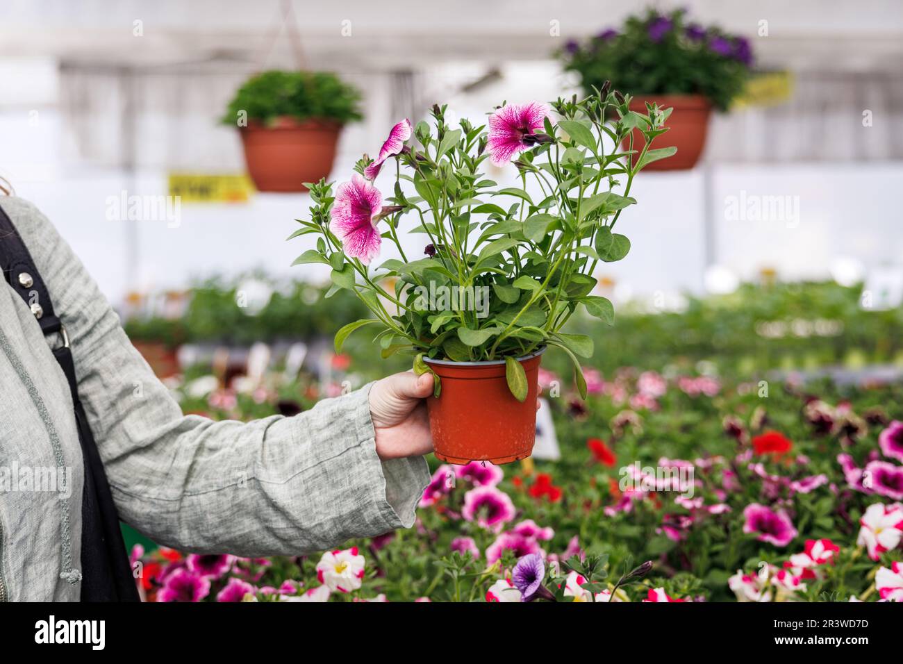 Femme magasiner la fleur de Calibrachoa dans le centre du jardin. Usine hybride de petunia Banque D'Images