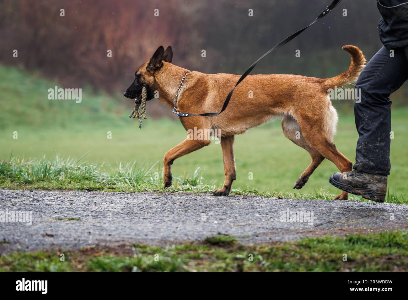Chien marchant. Le berger belge malinois marche avec le propriétaire d'animal de compagnie à l'extérieur Banque D'Images