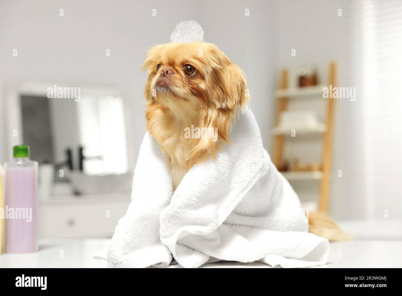 Joli chien de Pékin serviette et des bulles de shampooing sur la tête la salle de bains. Hygiène des animaux Photo Stock - Alamy