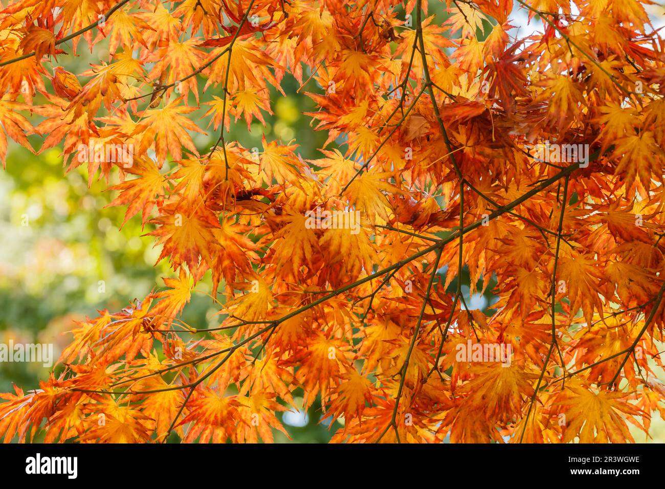 Acer shirasawanum en automne, communément connu sous le nom d'érable de Shirasawa et d'érable à pleine lune Banque D'Images