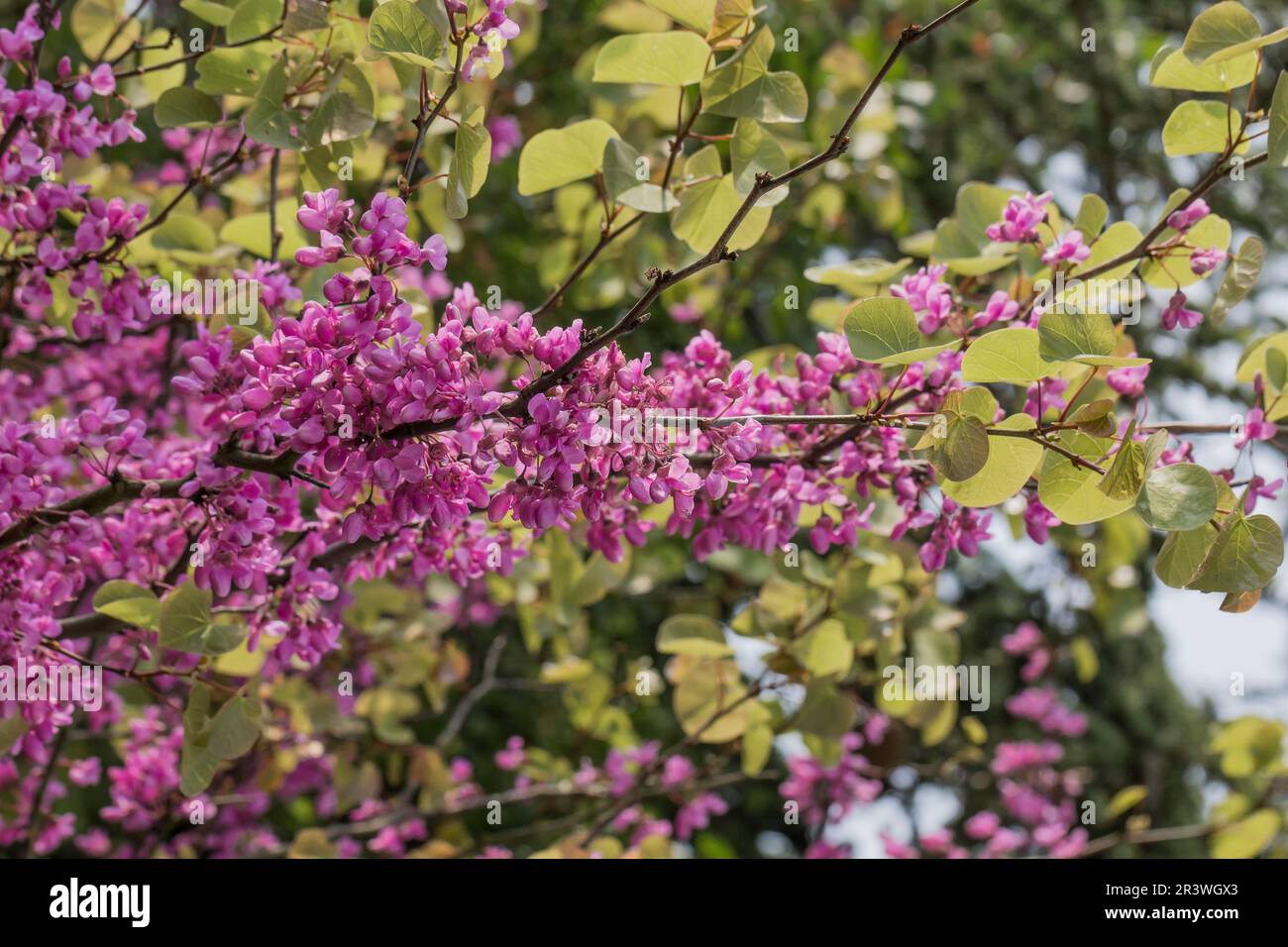 Cerdis siliquastrum au printemps, connu sous le nom d'arbre Judas, Judastree, Redbud Banque D'Images