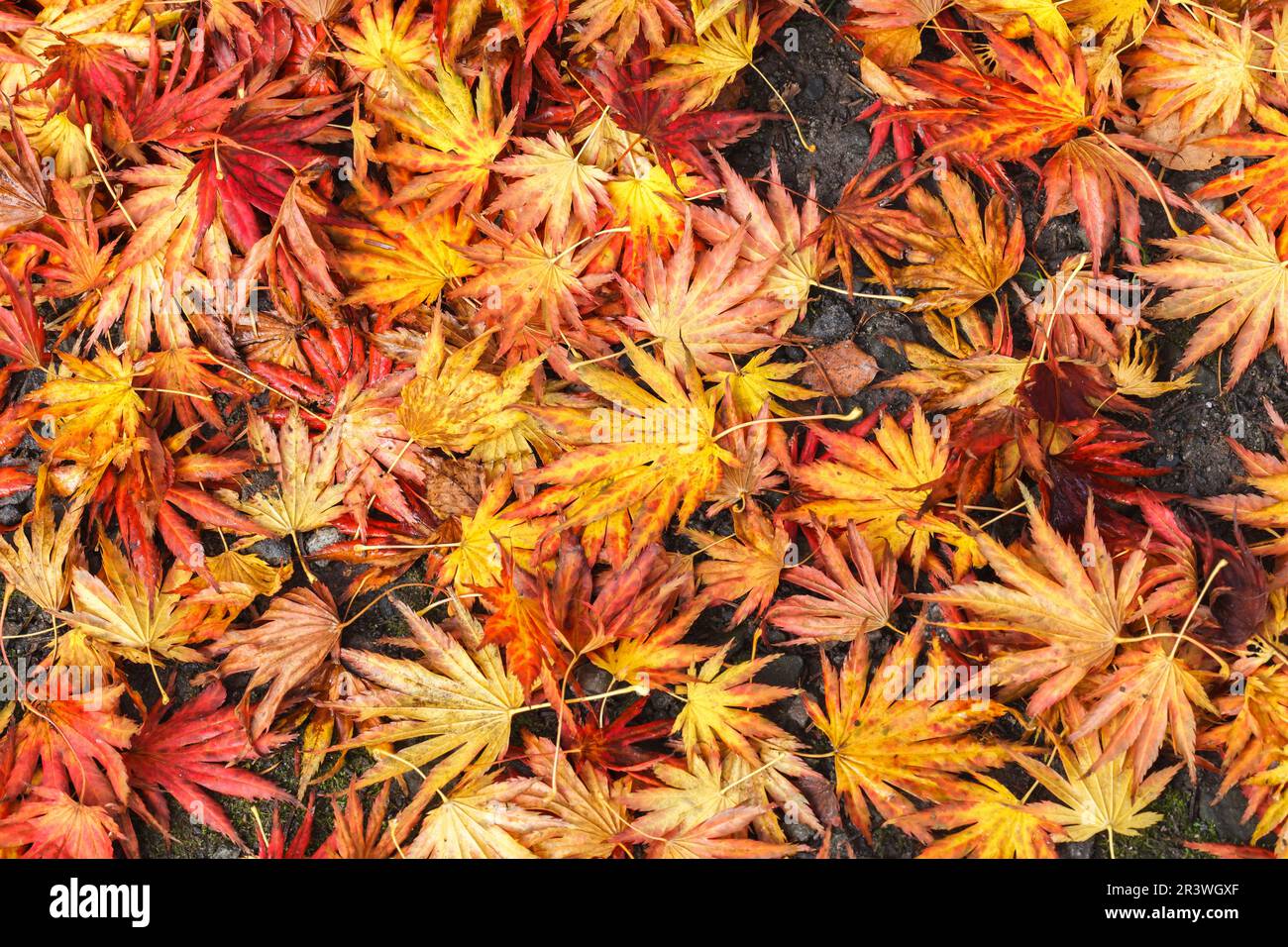 Acer shirasawanum, communément appelé érable de Shirasawa et érable à pleine lune Banque D'Images