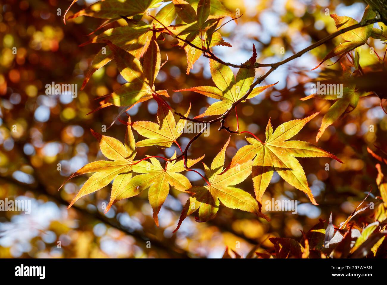 Acer palmatum en automne, les noms communs sont l'érable japonais, l'érable japonais lisse Banque D'Images