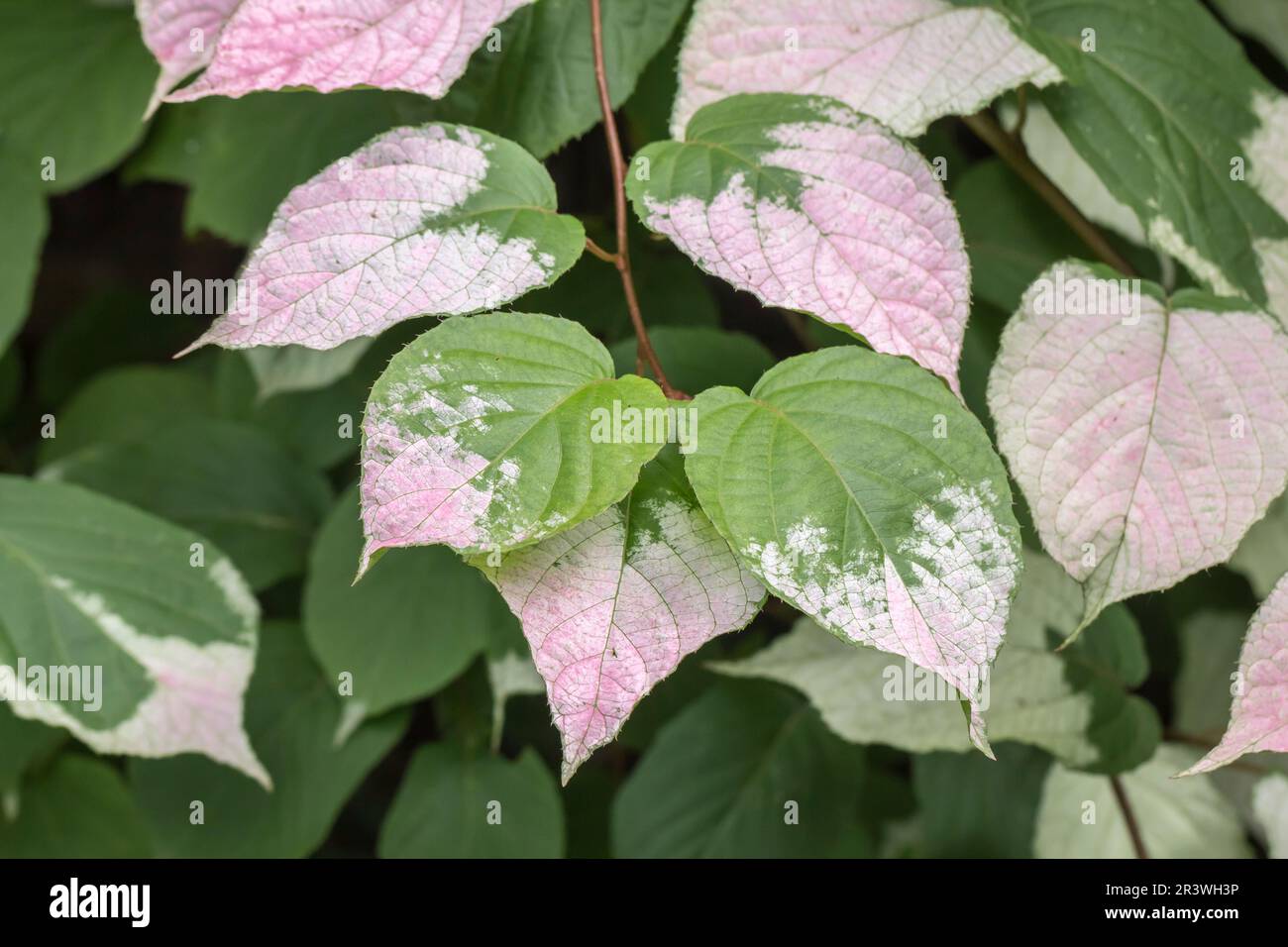 Actinidia kolomikta, également connu sous le nom de kolomitka, miyamatabi, kiwi dur à feuilles variégées Banque D'Images