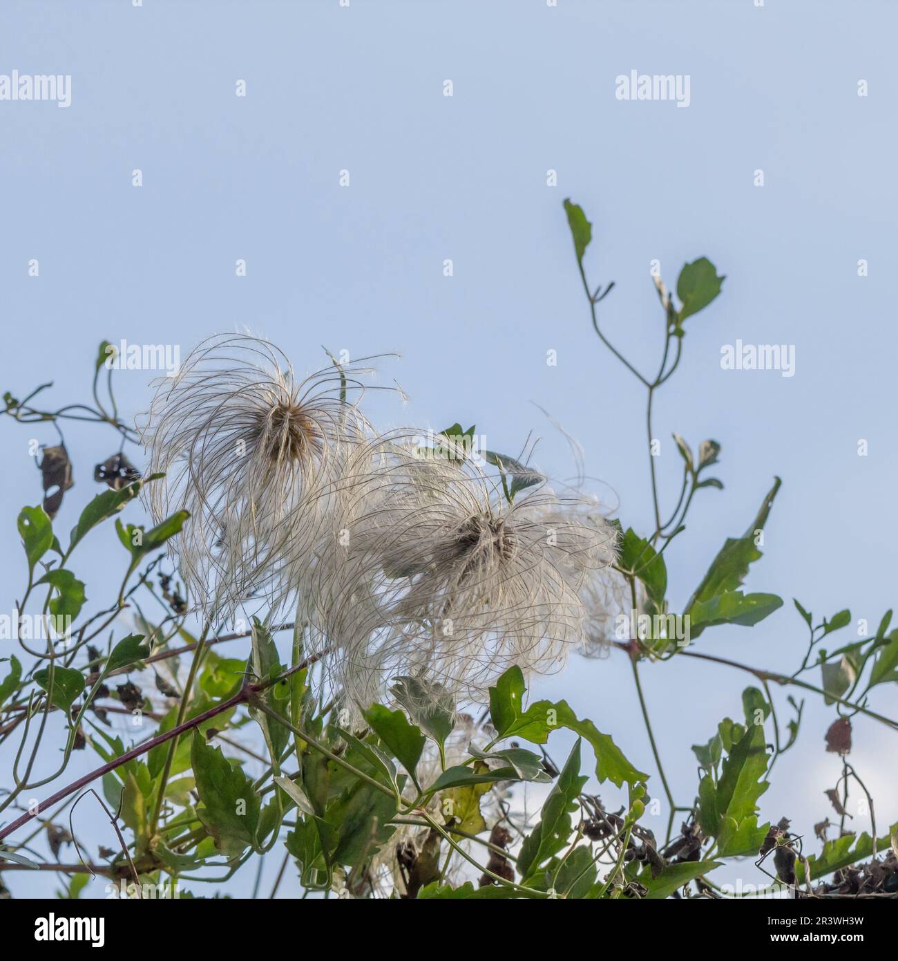 Clematis vitalba, la barbe d'un vieil homme, la joie des voyageurs Banque D'Images