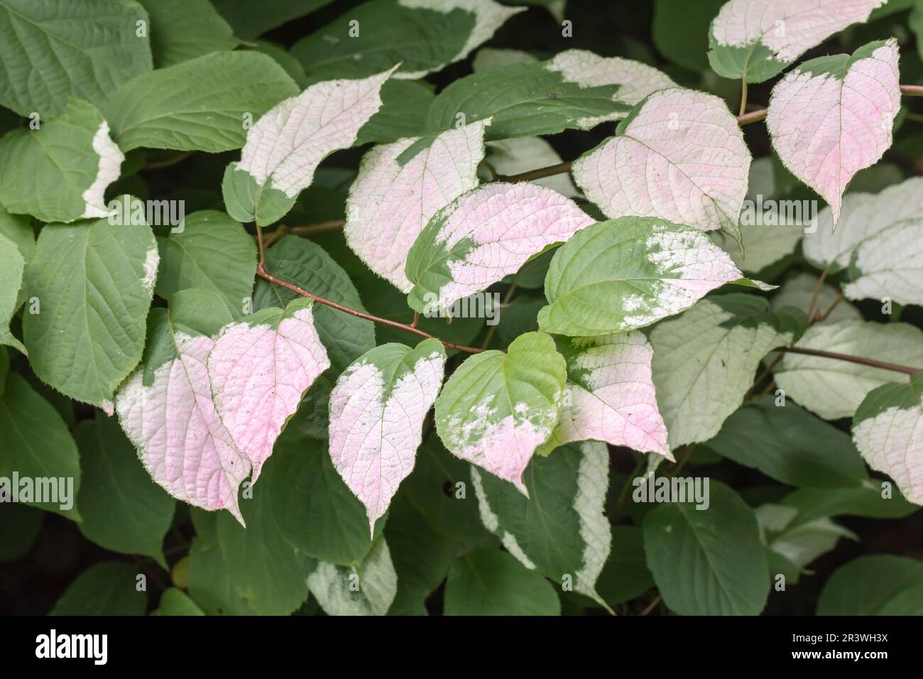 Actinidia kolomikta, également connu sous le nom de kolomitka, miyamatabi, kiwi dur à feuilles variégées Banque D'Images