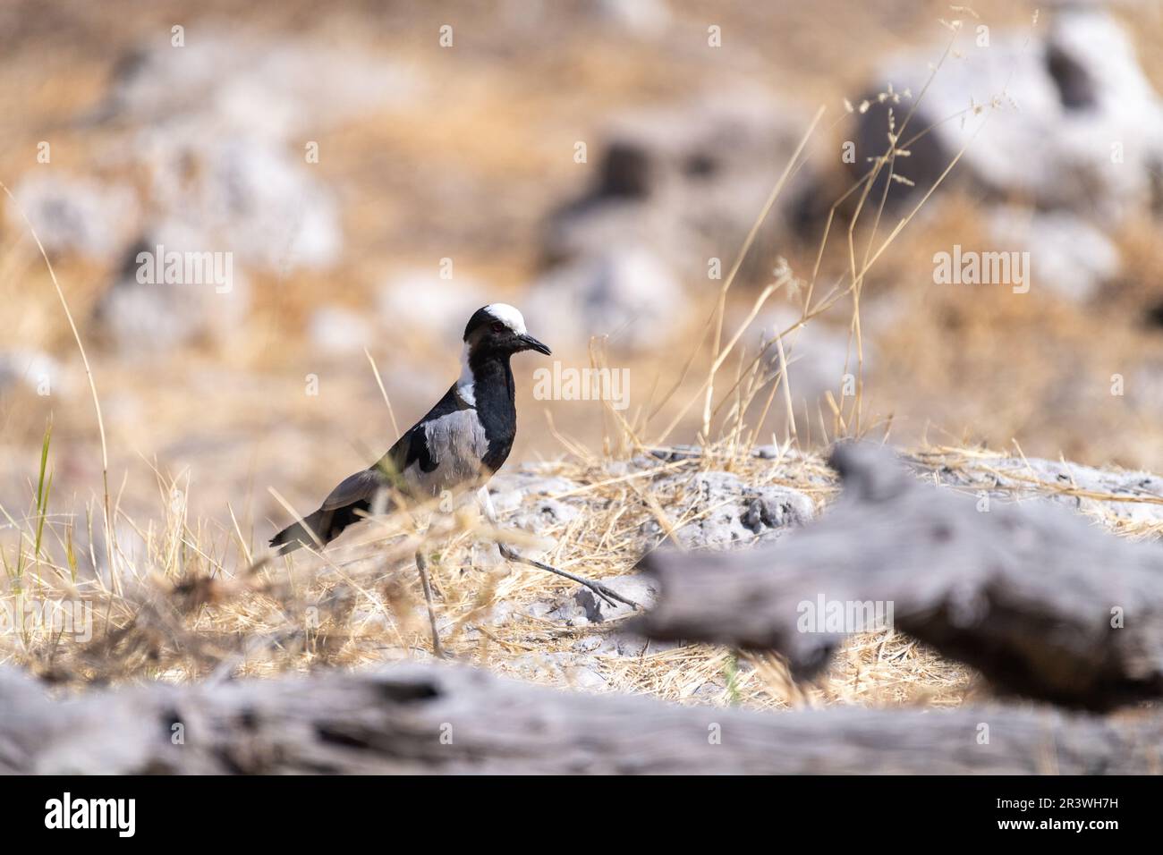 Photo au téléobjectif d'un forgeron lapwing -Vanellus armatus- dans le parc national d'Etosha, Namibie Banque D'Images